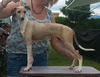 Ch Regallust Dagny the Blonde Bombshell