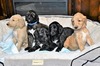 Halsey Casanova puppies
