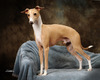 GCH CH Infiniti Voici Voyager (Mason)