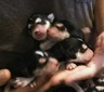 Puppies